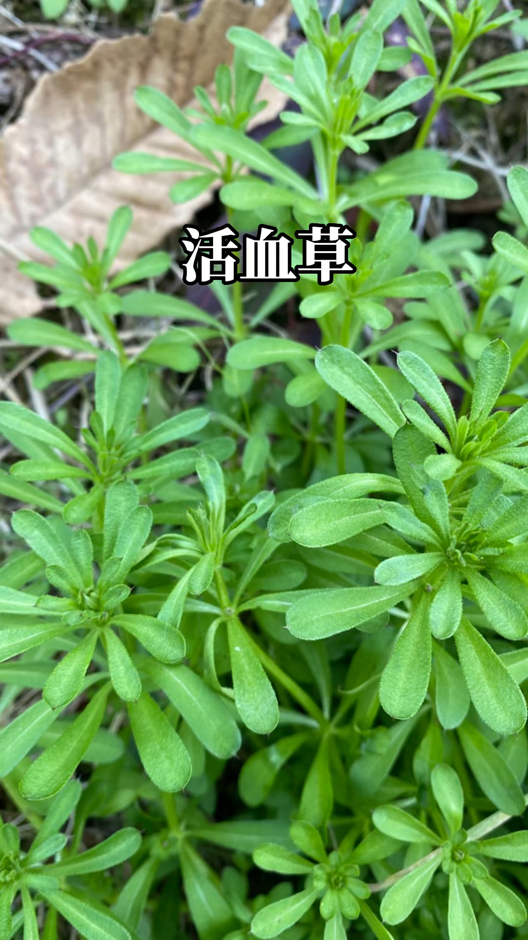 农村喂猪的野草,没想到是个宝!