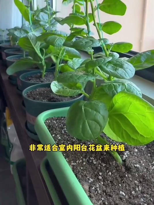 厨房边角种几棵,木耳菜攀援不占地,立体种植省空间