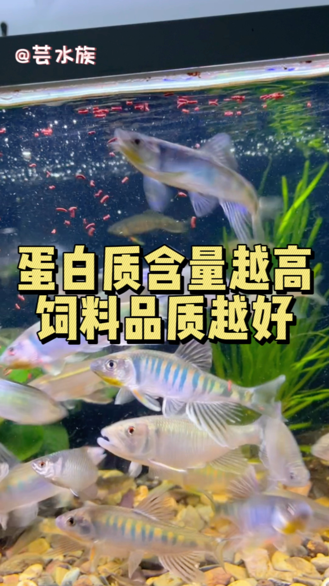 蛋白质含量越高,饲料品质越好。#水族#鱼粮 #养鱼日记
