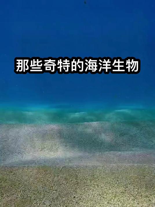 巨鳍鱿鱼
