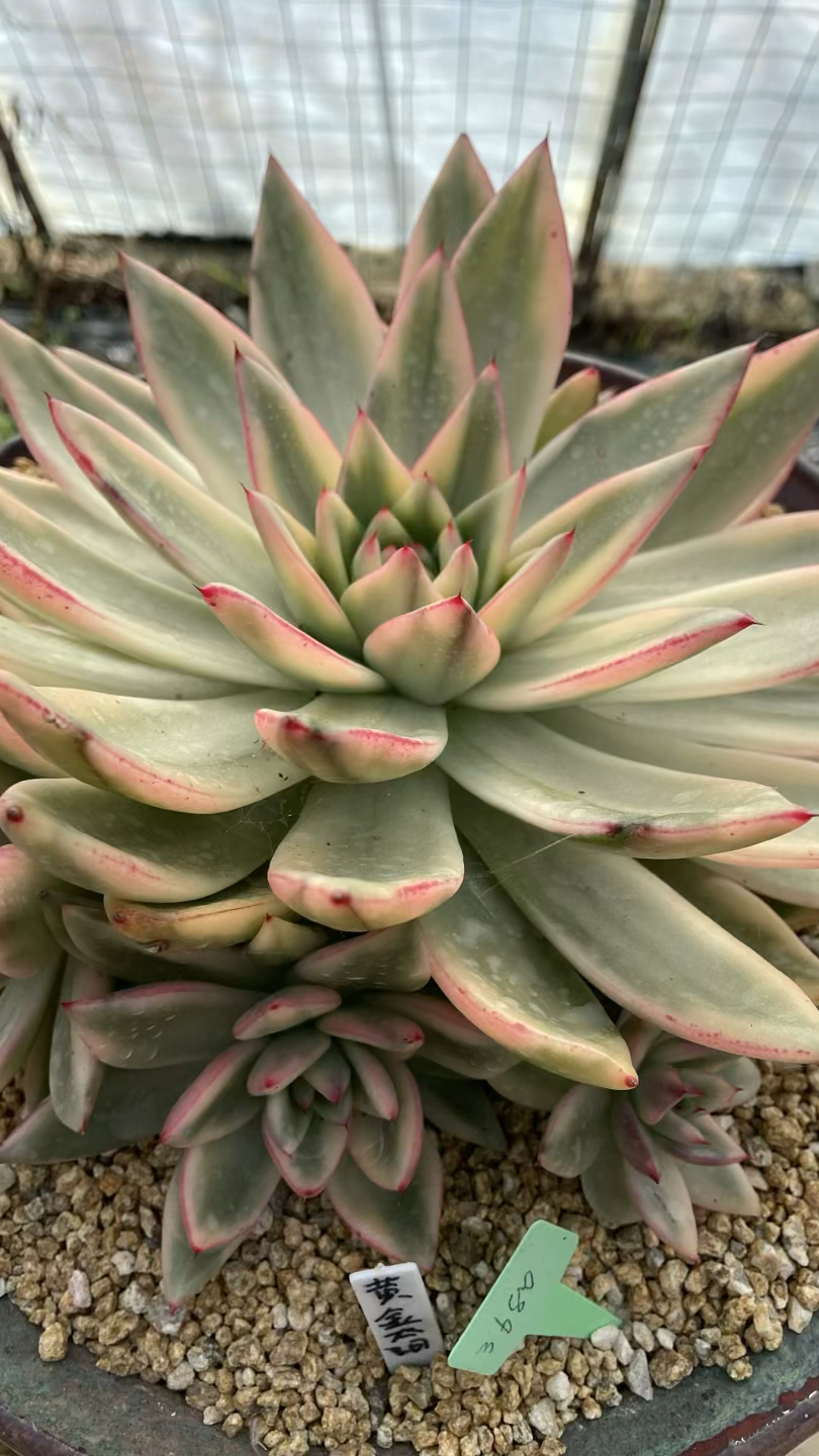 当你找不到答案的时候,就养一盆多肉植物吧#多肉植物 #大连同城 #韩国多肉