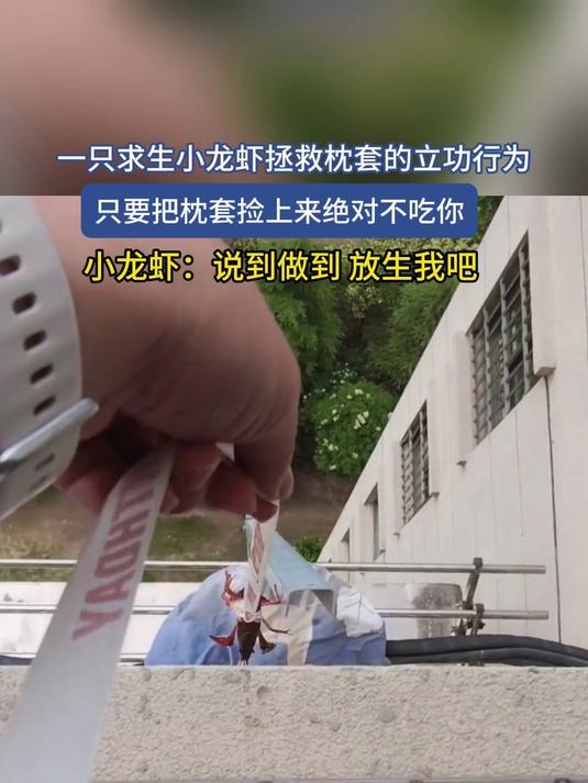 一只求生小龙虾拯救枕套的立功行为，只要把枕套捡上来绝对不吃你，小龙虾：说到做到 放生我吧