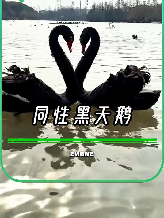 原来同性黑天鹅才是真爱,还得是黑天鹅