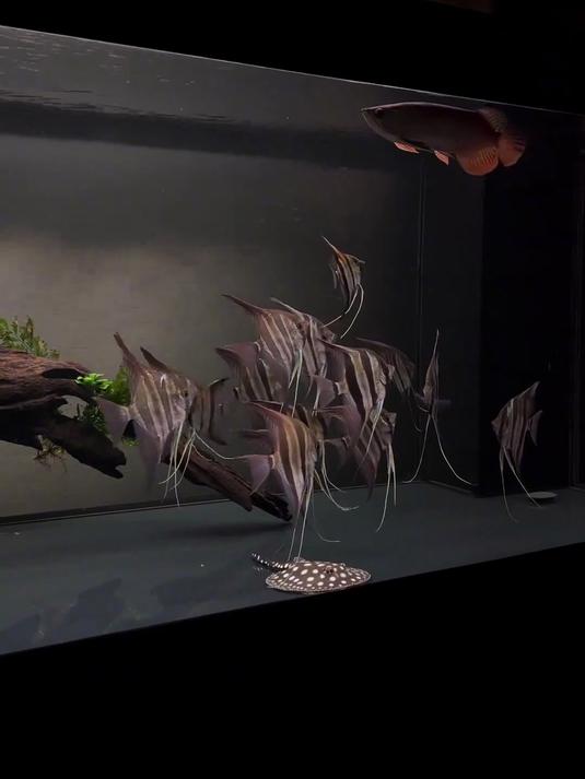 上班摸鱼,下班养鱼,埃及鱼真的太漂亮了