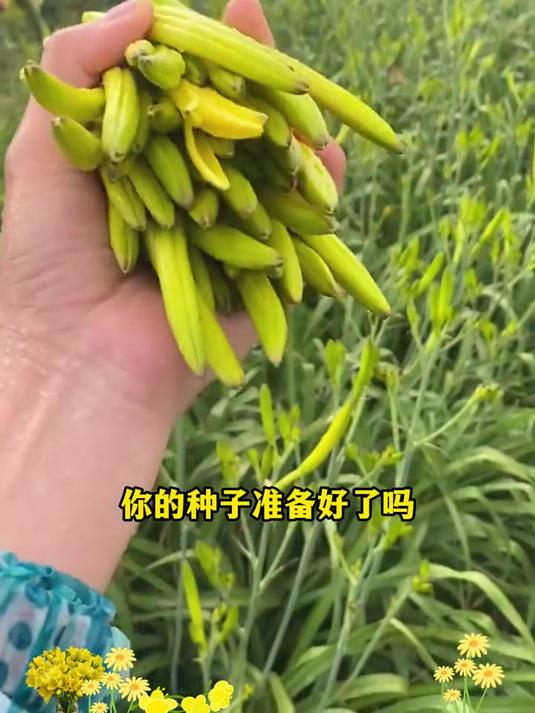 黄花菜是多年生植物,好吃好种产量高,营养赛过牛羊肉