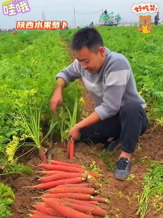 水果红萝卜农家新鲜蔬菜榨汁搭配牛奶