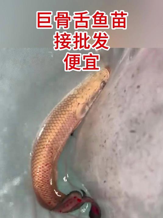 批发零售巨骨苗子,什么尺寸都有巨骨苗子,5-40公分左右都有现货