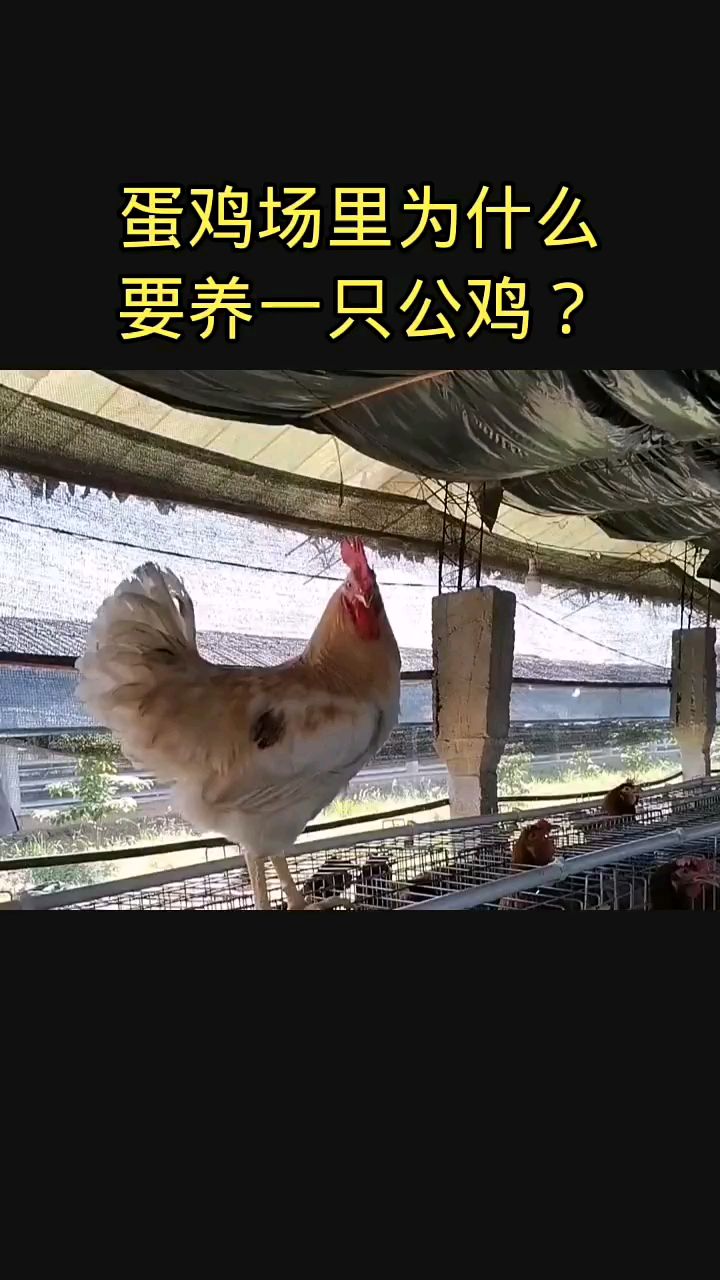 蛋鸡场里为什么要养一只公鸡