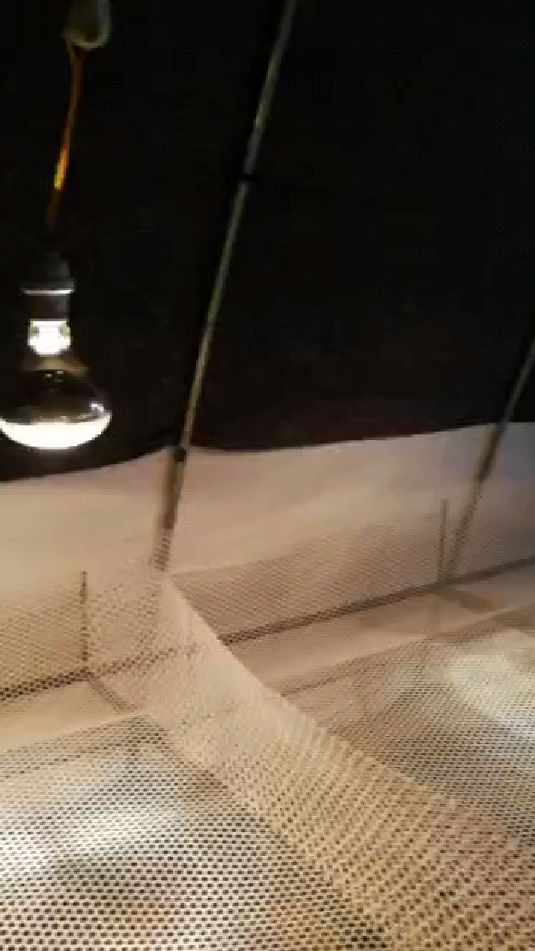 上门搭建育鹅温棚