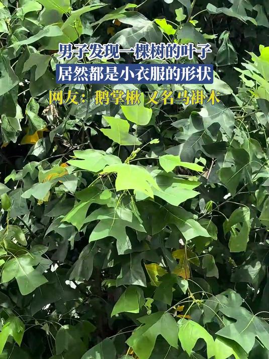 男子发现棵树的叶子,居然都是小衣服的形状,鹅掌楸,又名马褂木
