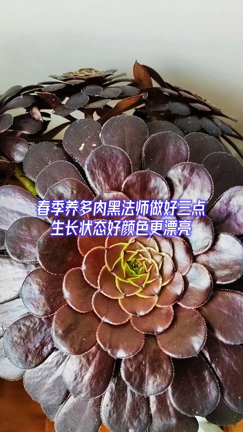 春季养多肉黑法师做好三点,颜色更漂亮