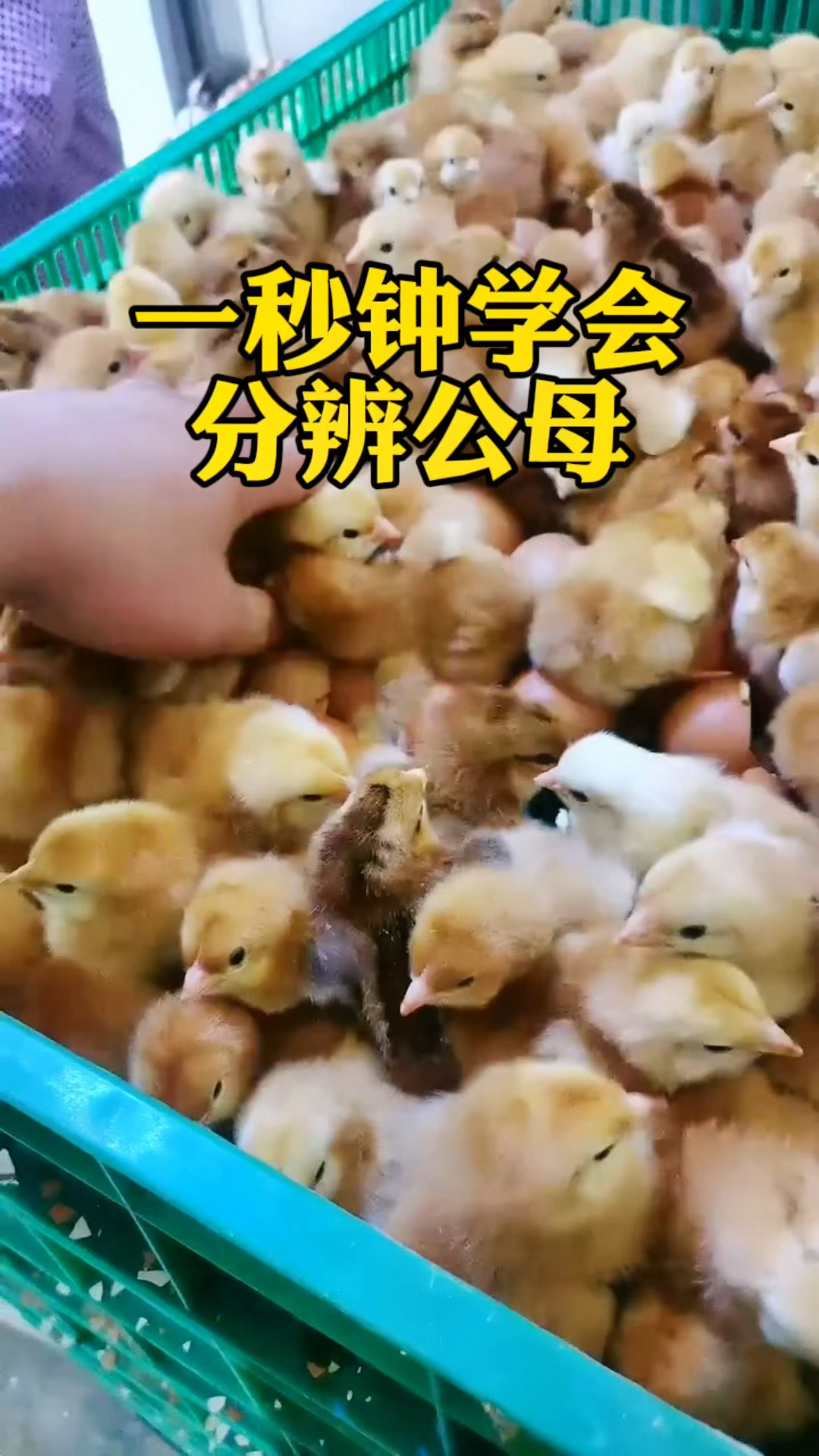 一秒钟学会分辨小鸡公母!