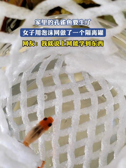 家里的孔雀鱼要生了,女子用泡沫网做了一个隔离罐