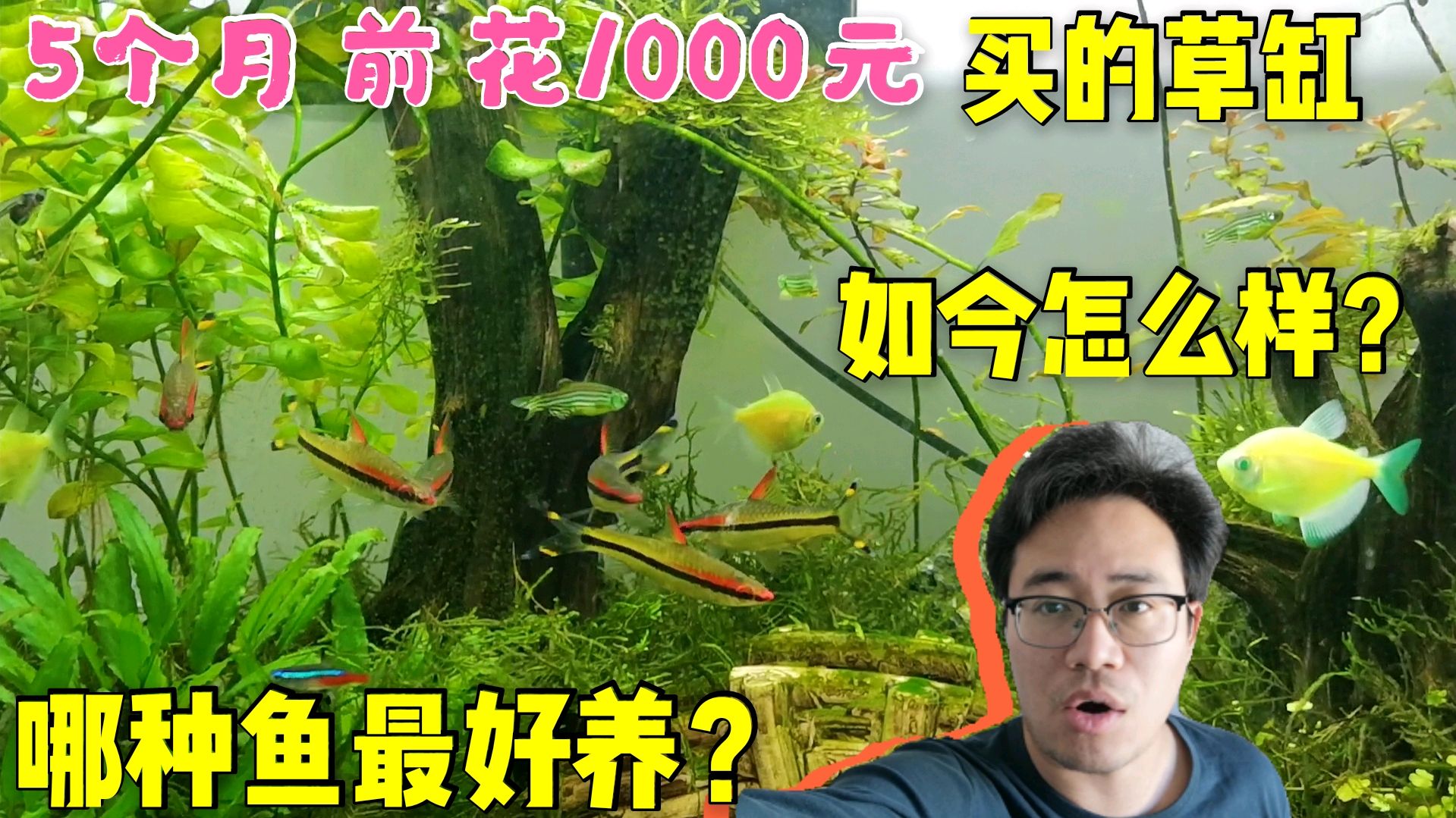 5个月前花1000元买的草缸,如今怎么样了?还有几条鱼活着?哪种鱼最好养?#吃瓜急先锋# 