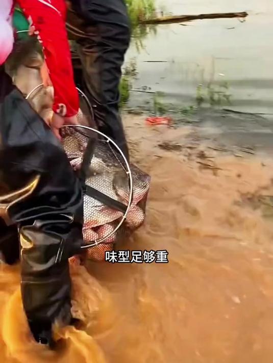 只要在饵料里面加点鲢鳙伴侣,你的鱼货就会比别人多