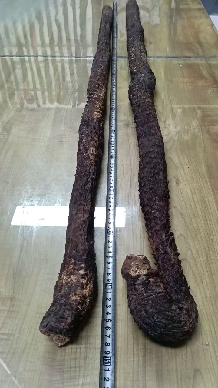 阿拉善野生肉苁蓉王