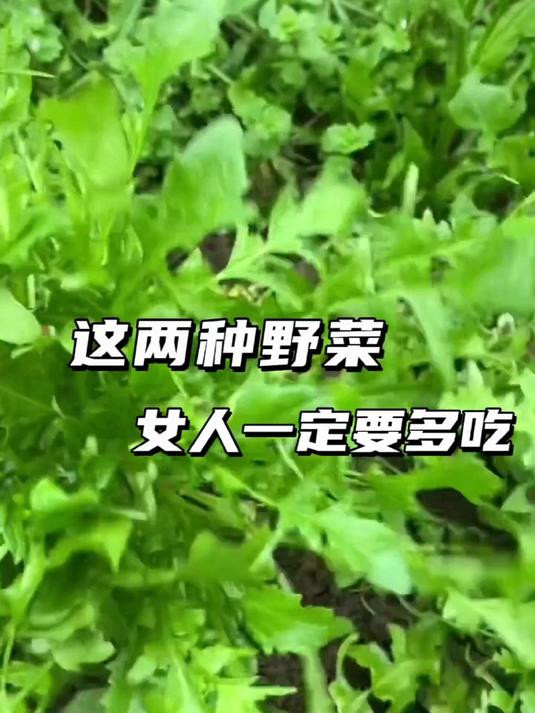 这两种野菜,女人多吃有好处