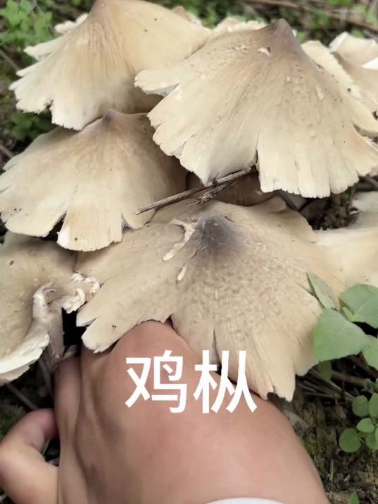 第一次捡鸡枞收获还不错#捡菌子 #鸡枞 #野生菌 #农村生活