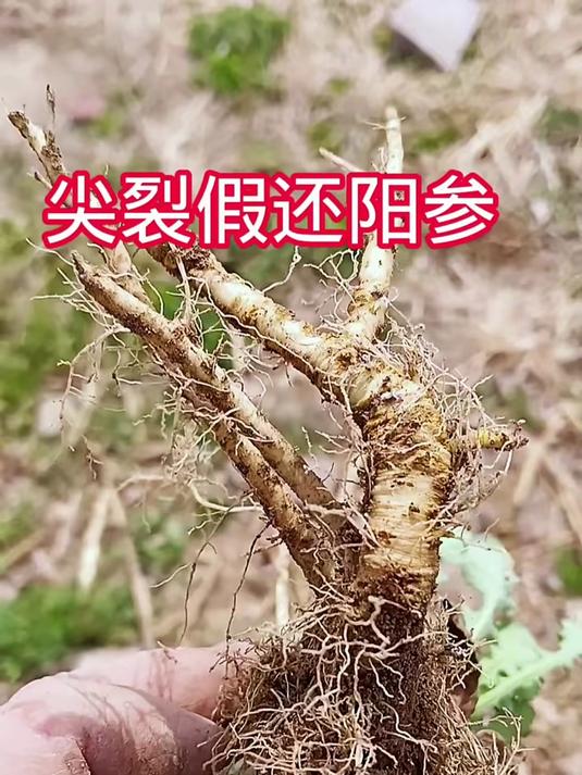 尖裂假还阳参