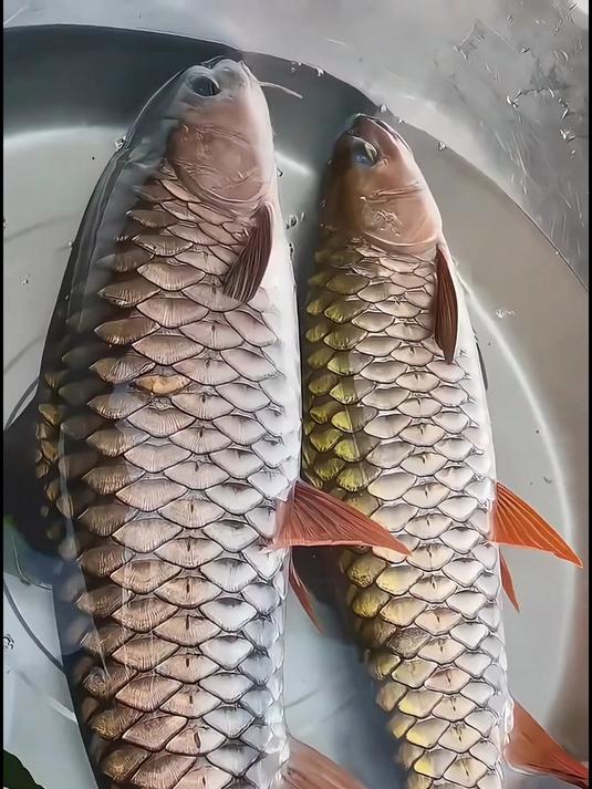 享科普13种淡水鱼，来看看你认识几种？