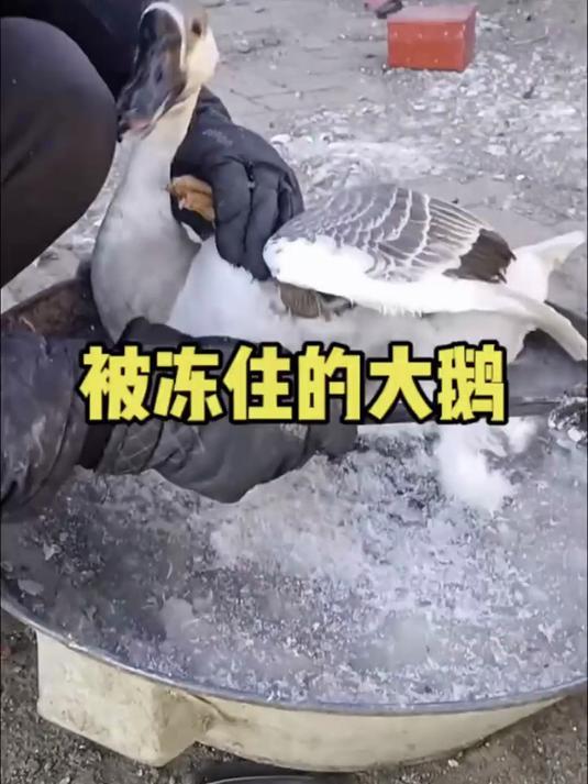 被冻住的大鹅,也是无能为力_p130