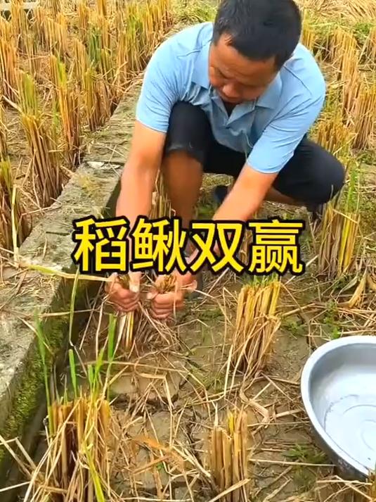 稻鳅共生,智赢双收