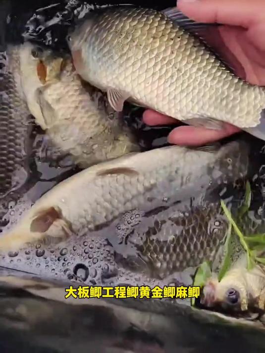 黑坑鲫鱼收割机饵料,只需三竿就能做到让鱼疯狂聚集!