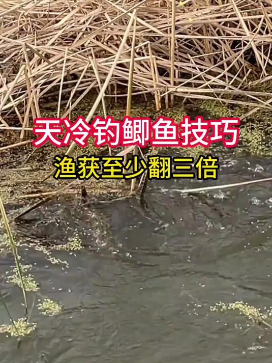 天冷钓鲫鱼技巧，渔获至少翻三倍
