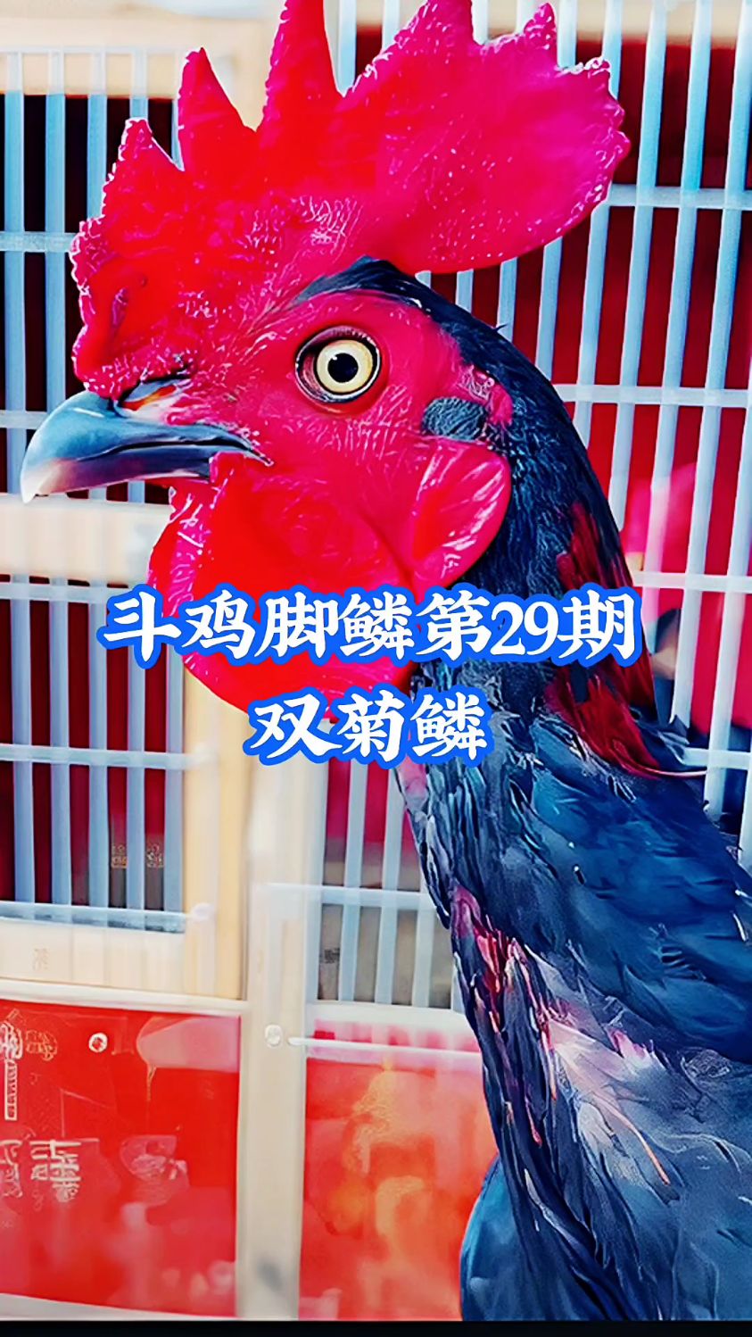 斗鸡养殖技术分享