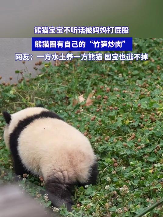 熊猫宝宝不听话被妈妈打屁股,熊猫圈有自己的竹笋炒肉