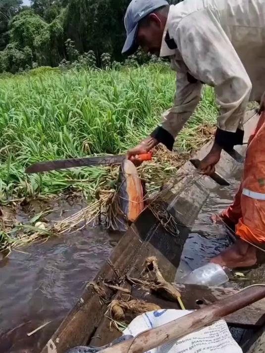 分享13种淡水鱼，来看看你认识几种？