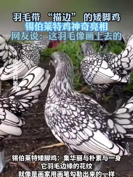 羽毛带 “描边” 的矮脚鸡 锡伯莱特鸡神奇亮相 这羽毛像画上去的