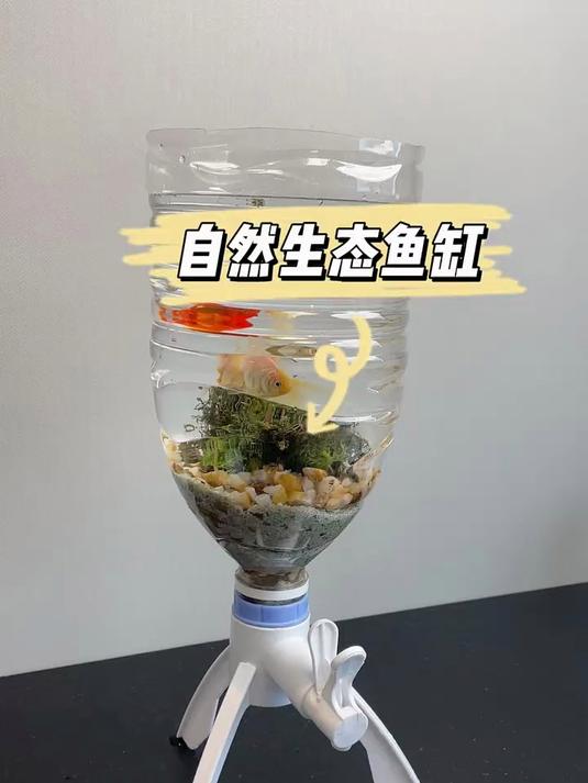 矿泉水瓶自制生态鱼缸,方便又好看!