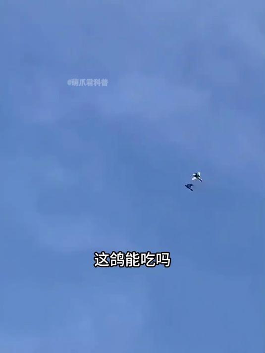 不是所有的企鹅都是南极洲，带你认识12种可爱的企鹅