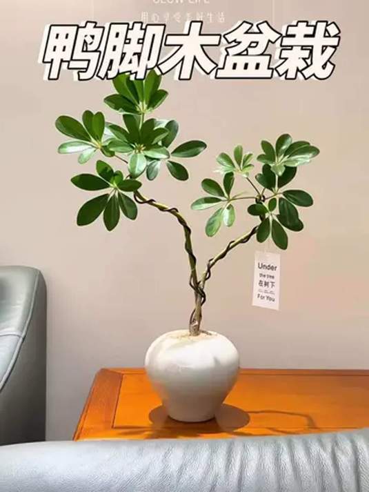 客厅必备!好养鸭脚木盆栽,禅意老桩造型美