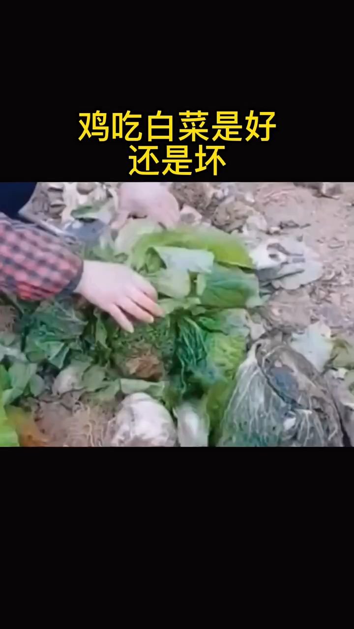 养鸡喂白菜,是好还是坏
