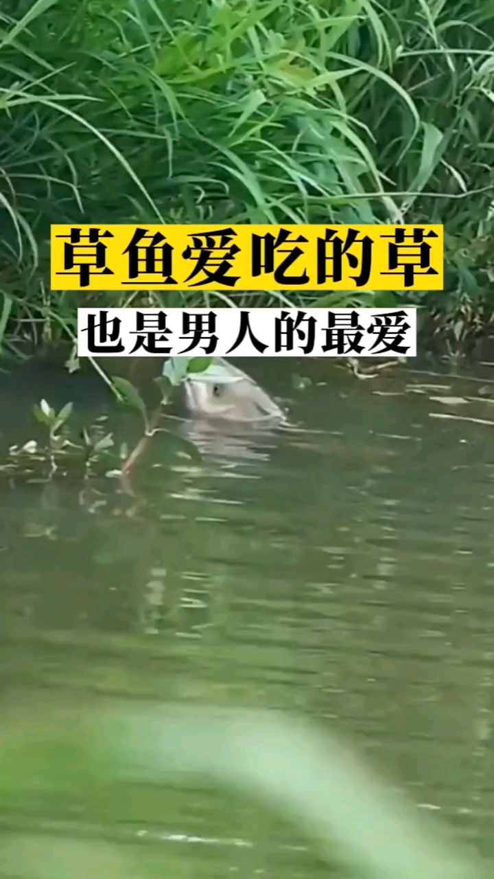 草鱼爱吃的草,也是男人的最爱