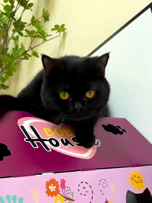 做梦也没想到 我居然养了只锦鲤猫