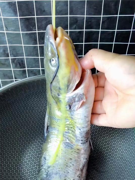 炖清江鱼的做法