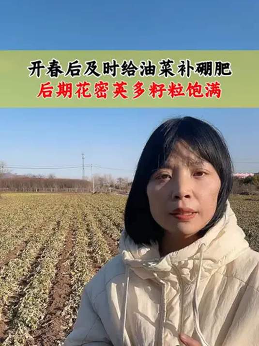 开春油菜补硼肥,促花芽分化,保籽粒饱满高产