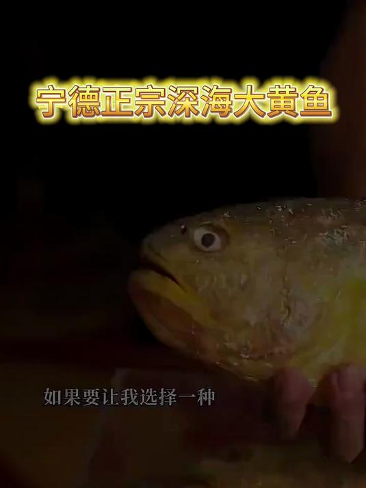 宁德正宗深海大黄鱼#一口入魂##海鲜控必吃##大黄鱼#