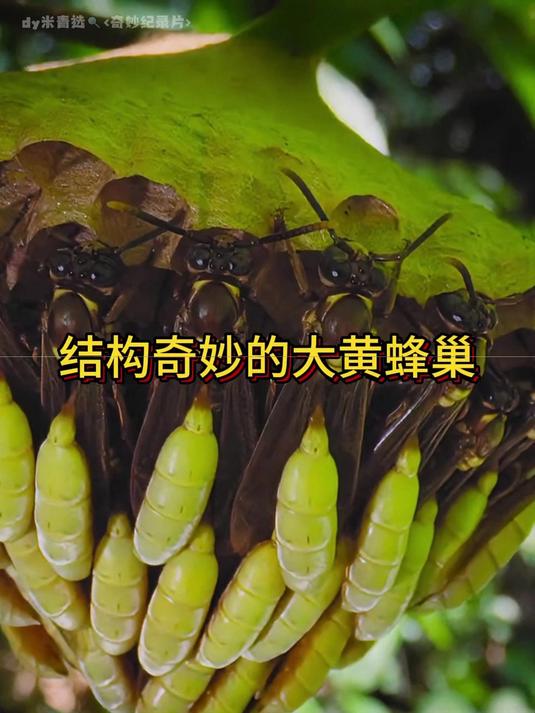 结构奇妙的大黄蜂巢