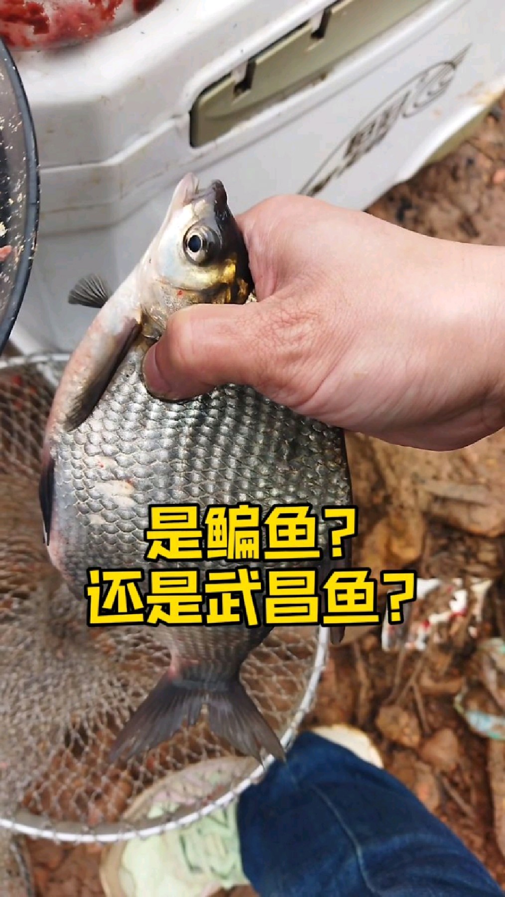 是鳊鱼还是武昌鱼?傻傻分不清楚