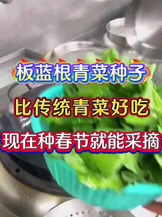 板蓝根青菜比传统青菜好吃现在种春节就能采摘