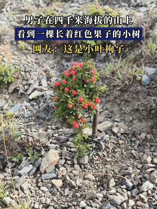 男子在四千米海拔的山上,看到一棵长着红色果子的小树