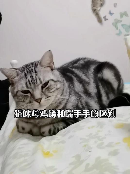猫咪母鸡蹲和农民揣是有区别的