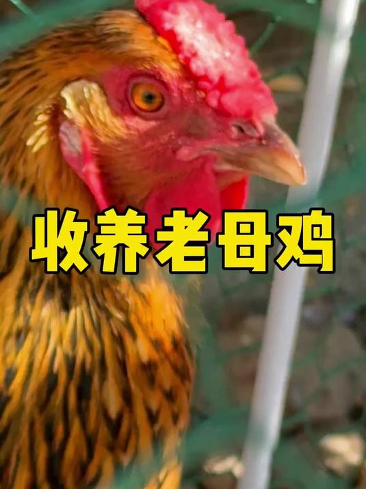 父母在美国的日常，收养一只漂亮的老母鸡
