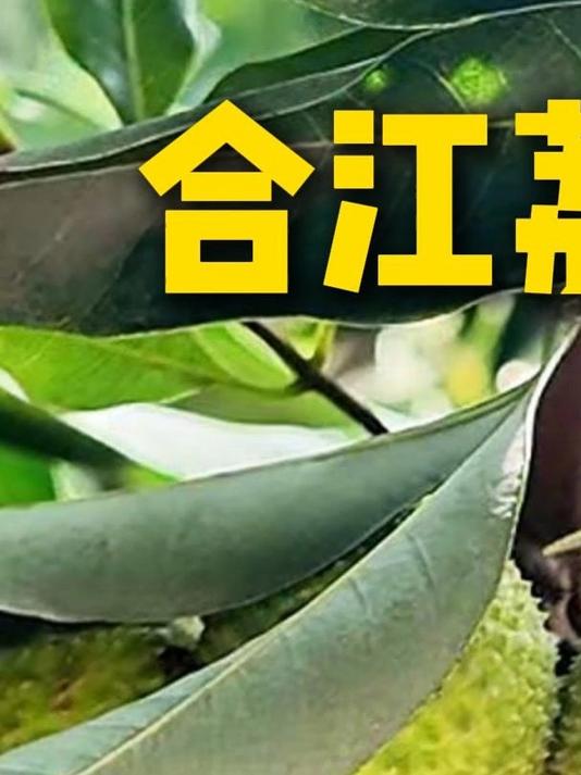 合江荔枝都成熟了,你还不知道