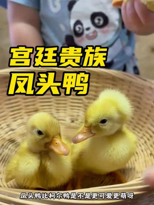 明代宫廷宠物鸭闪亮登场