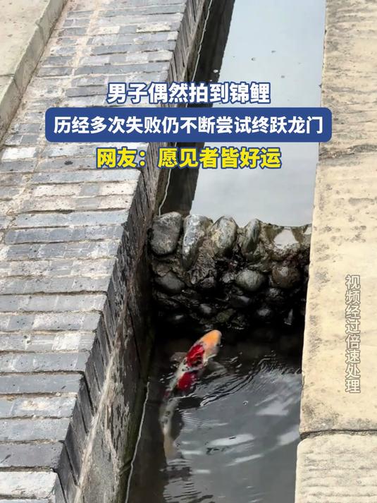男子偶然拍下鲤鱼跃龙门,愿见者皆好运!